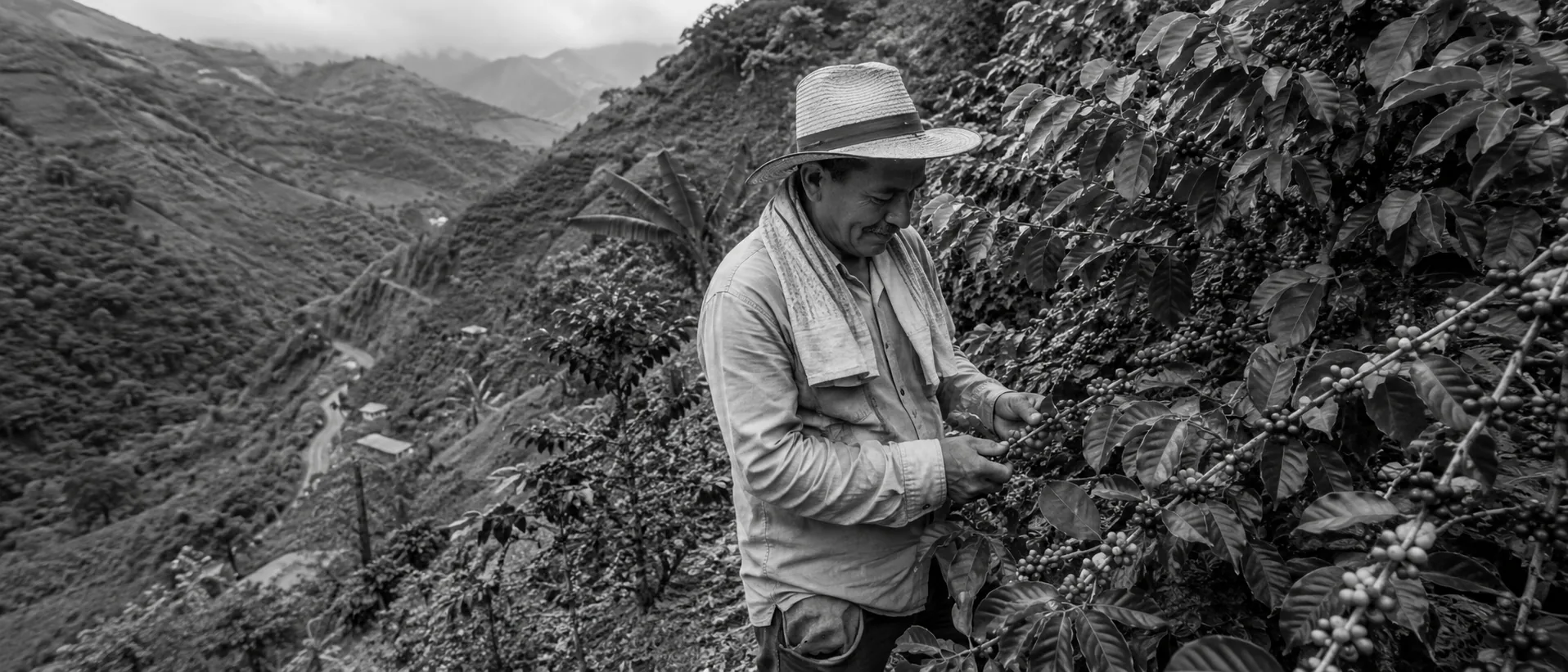 Caficultor en Pitalito, Huila