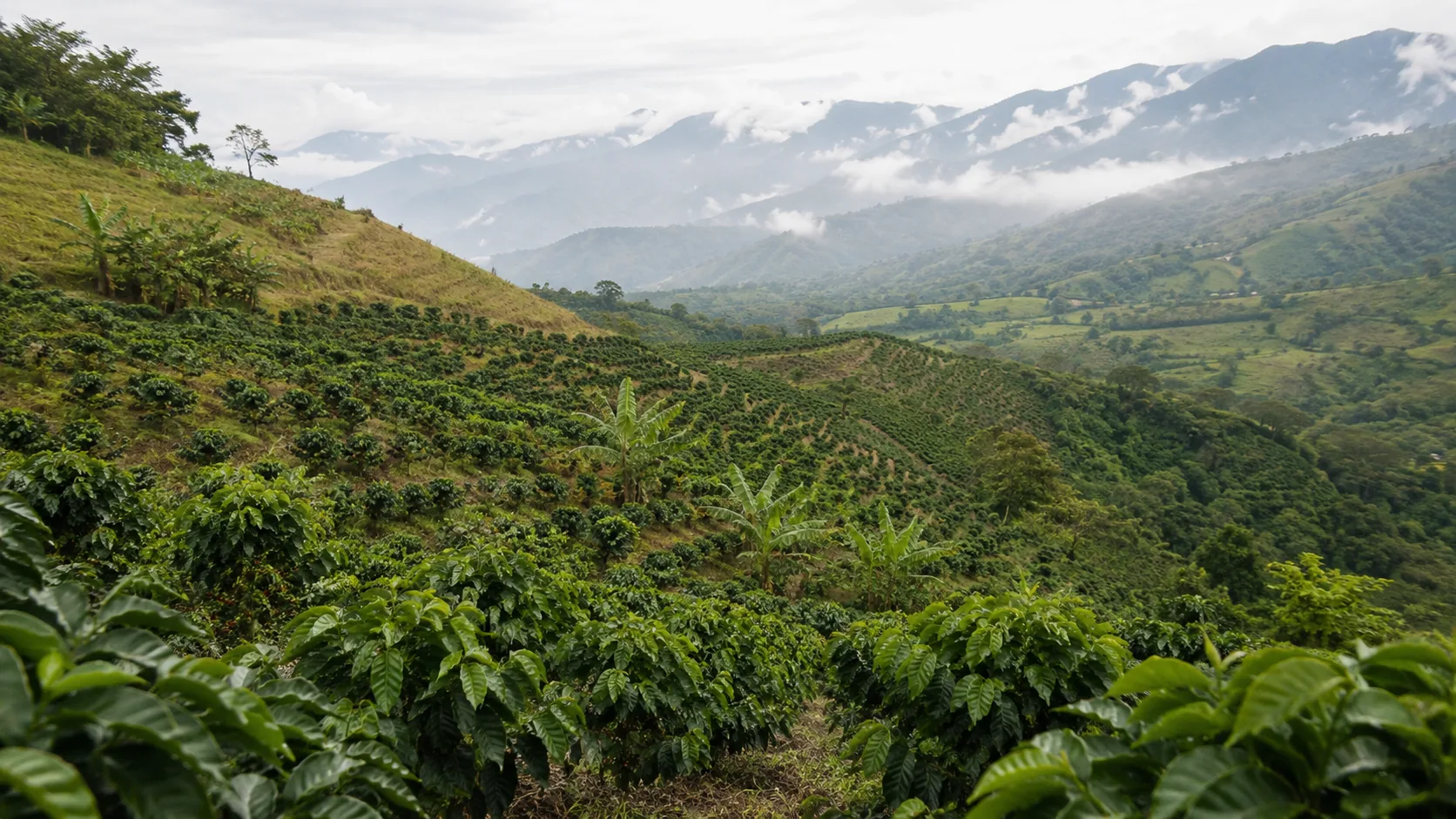 Finca de café en Pitalito, Huila